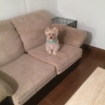 south-san-francisco-Sofa-Pet-Stain-Cleaning
